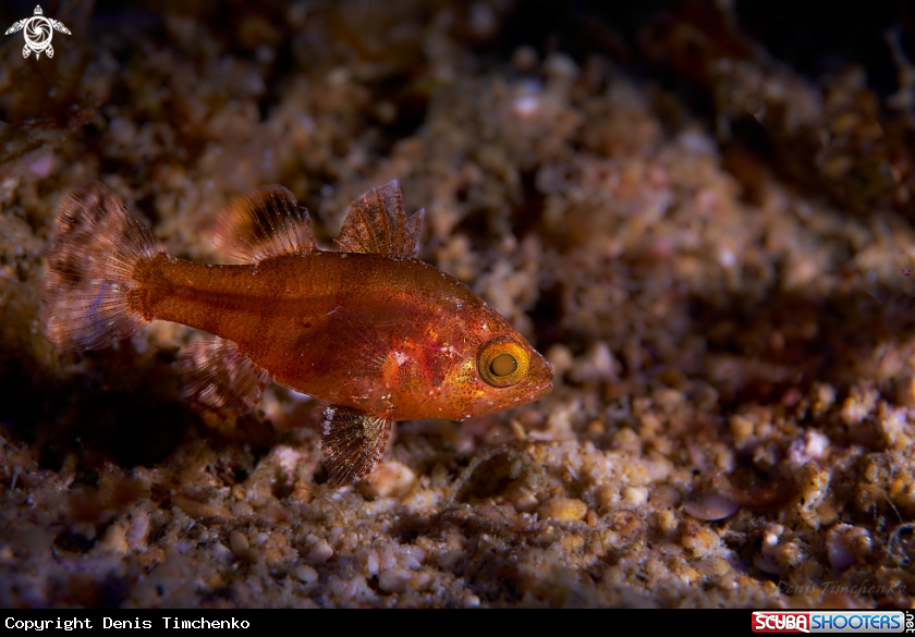 A FISH