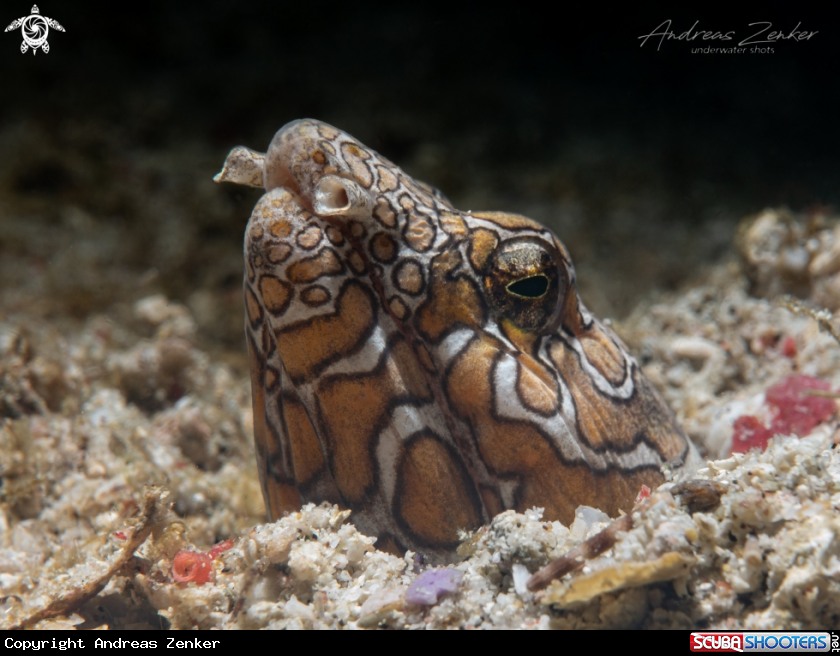 A Napoleon snake eel
