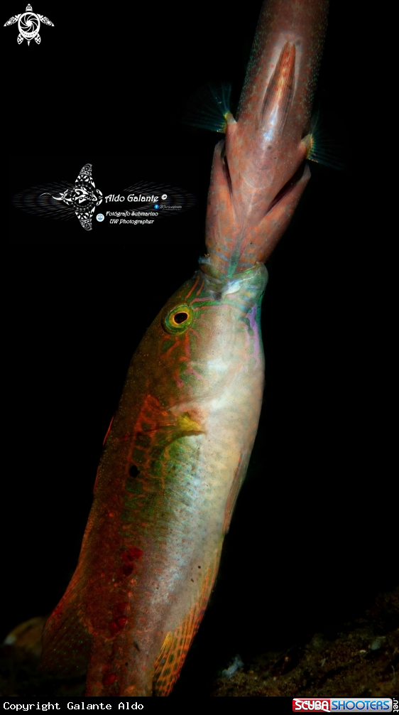 A Fish