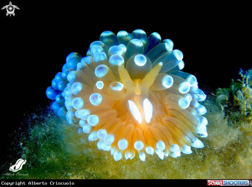 A Antiopella cristata