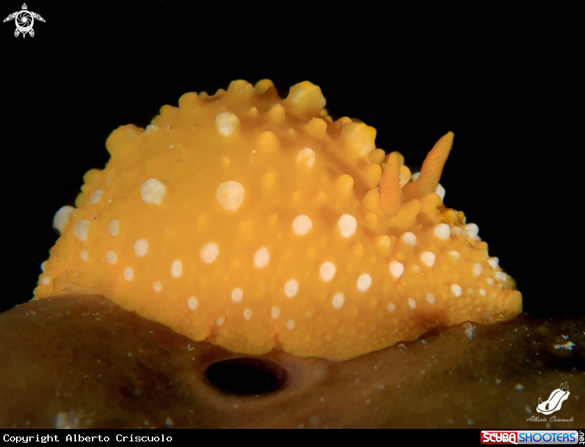 A Phyllidia Flava