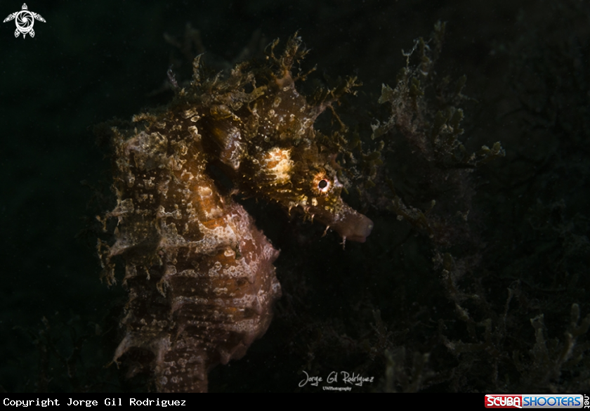 A Longsnout seahorse