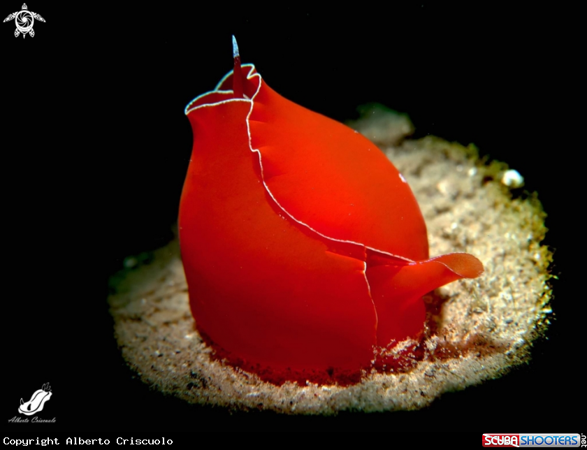 A Gastropteron rubrum