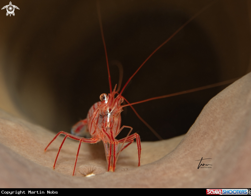 A Peppermint shrimp