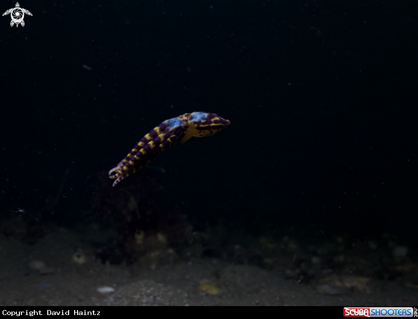 A Bluering Octopus