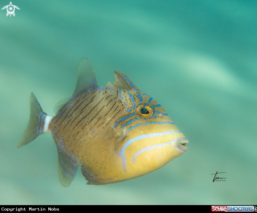 A Queen Triggerfish