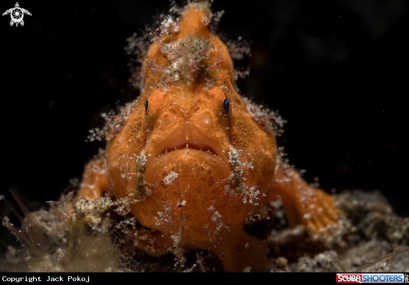 A Painted Frogfish