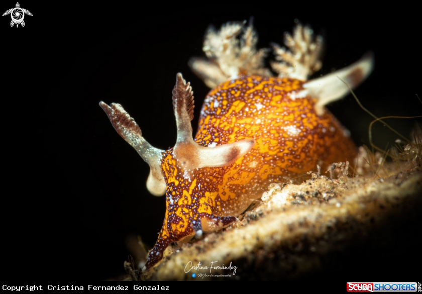 A Nudibranch