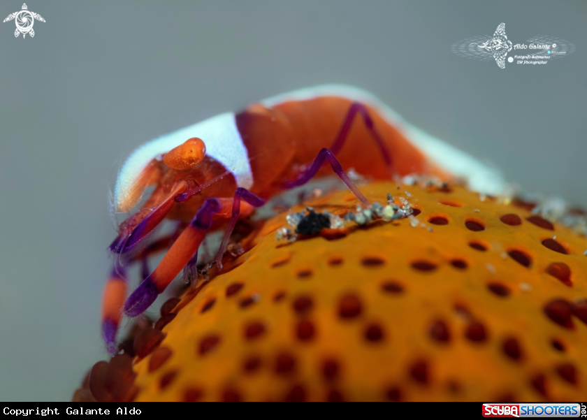 A Emperor Shrimp - Size: 3 cm (1.2 in) 