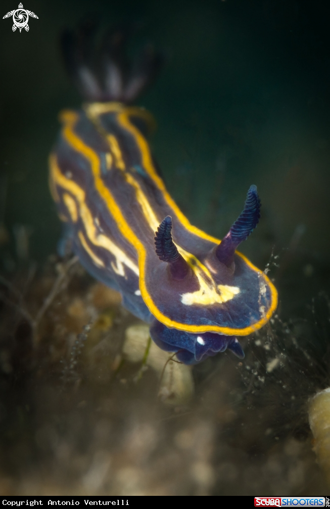 A Doris tricolor
