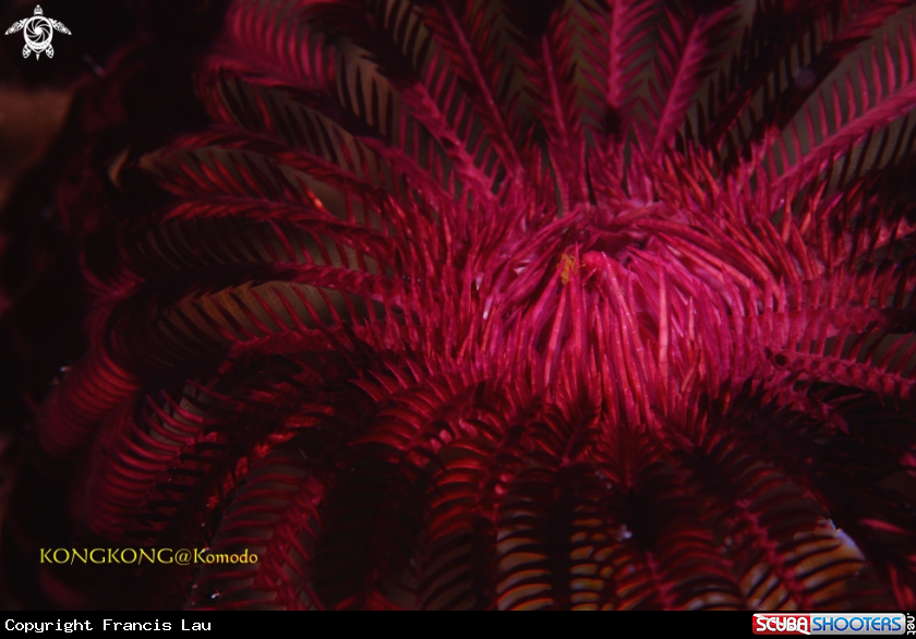 A Feather Star