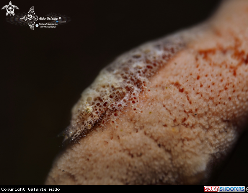 A Cryptic Sponge Shrimp