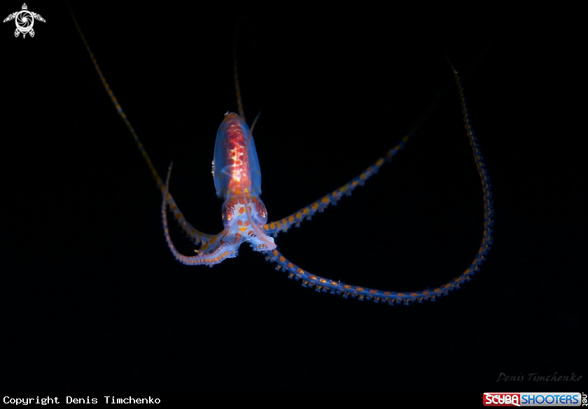 A OCTOPUS