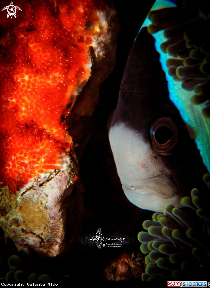 A Clark's Anemonefish & Eggs