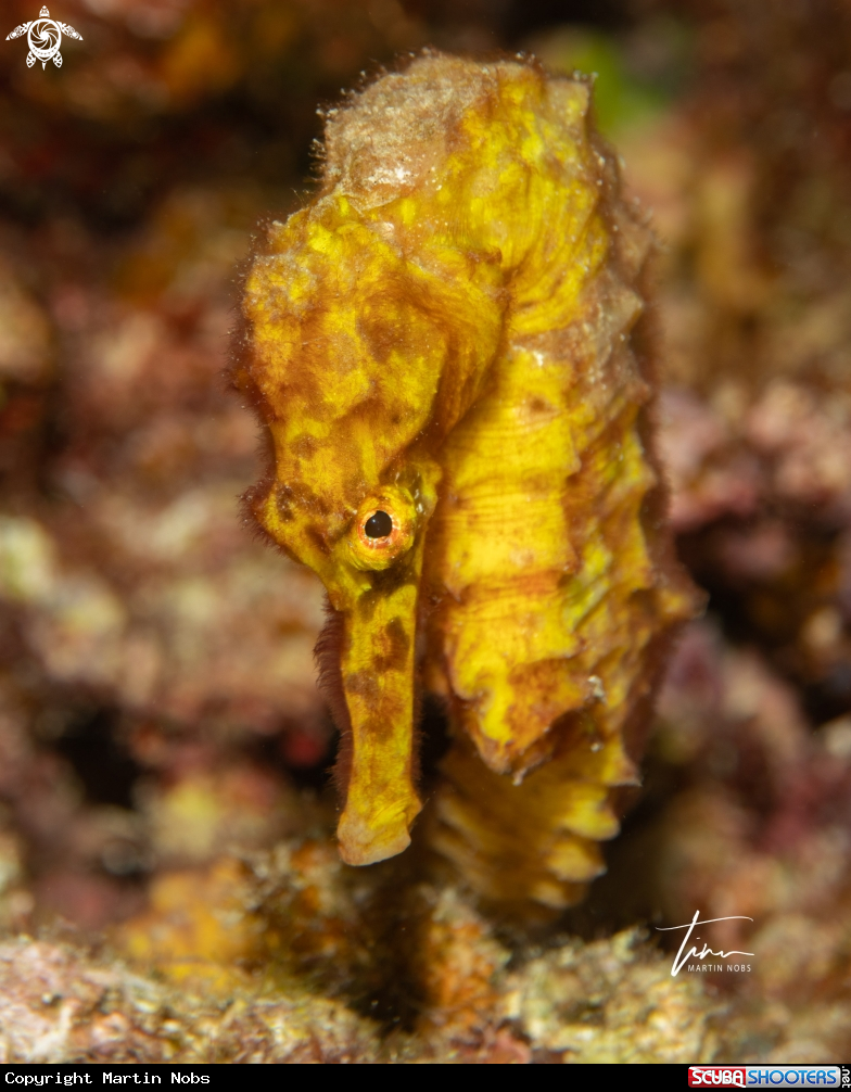 A Seahorse