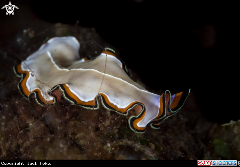 A Pseudoceros bimarginatus
