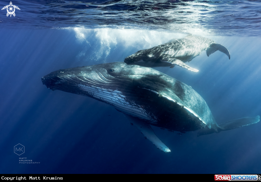 A Humpback Whale