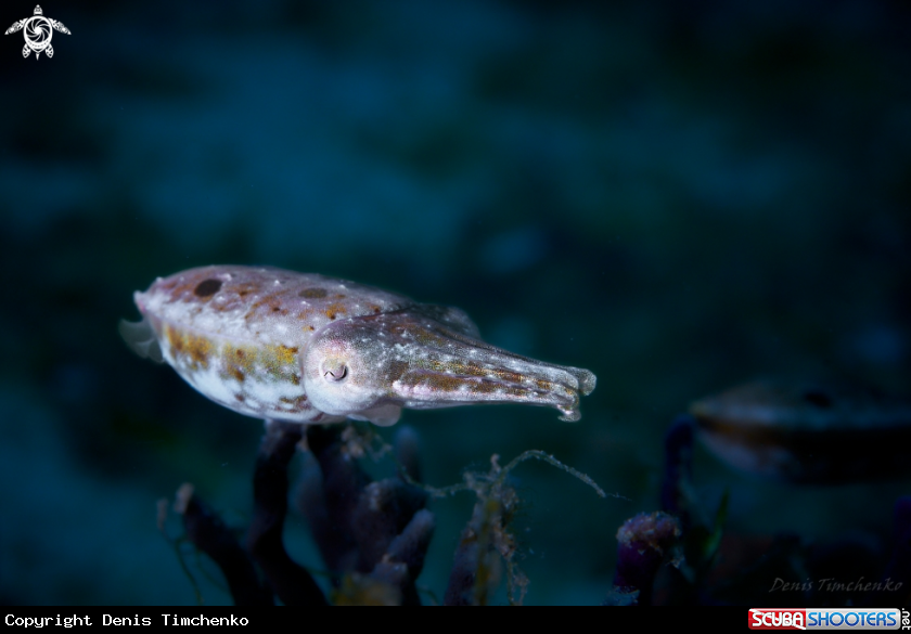 A CUTTLEFISH 