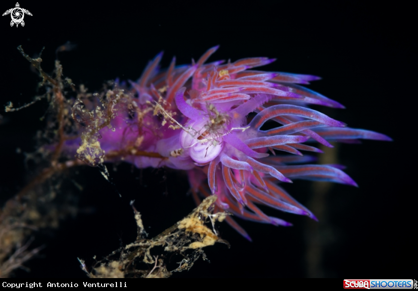 A Flabellina rosa nudibranch