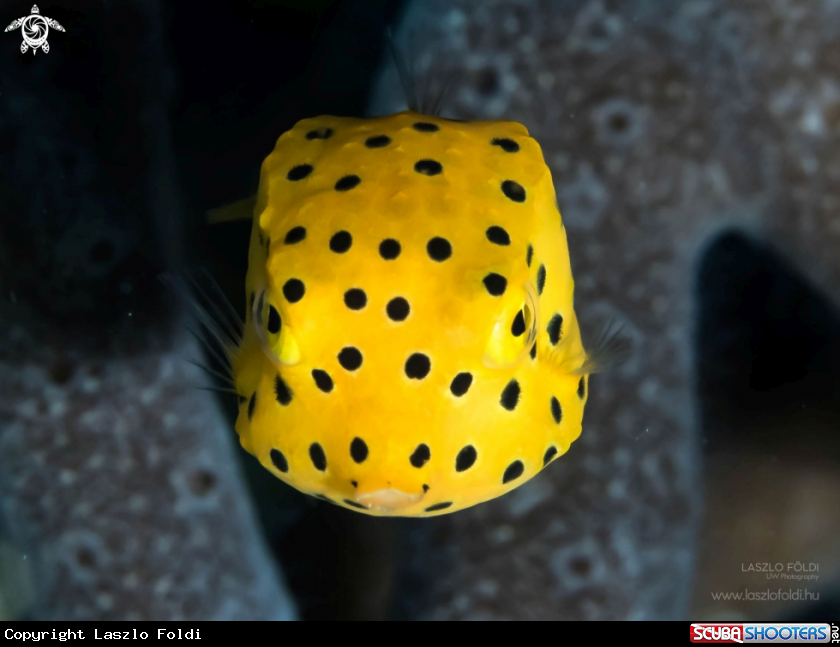A Juvenile boxfish.