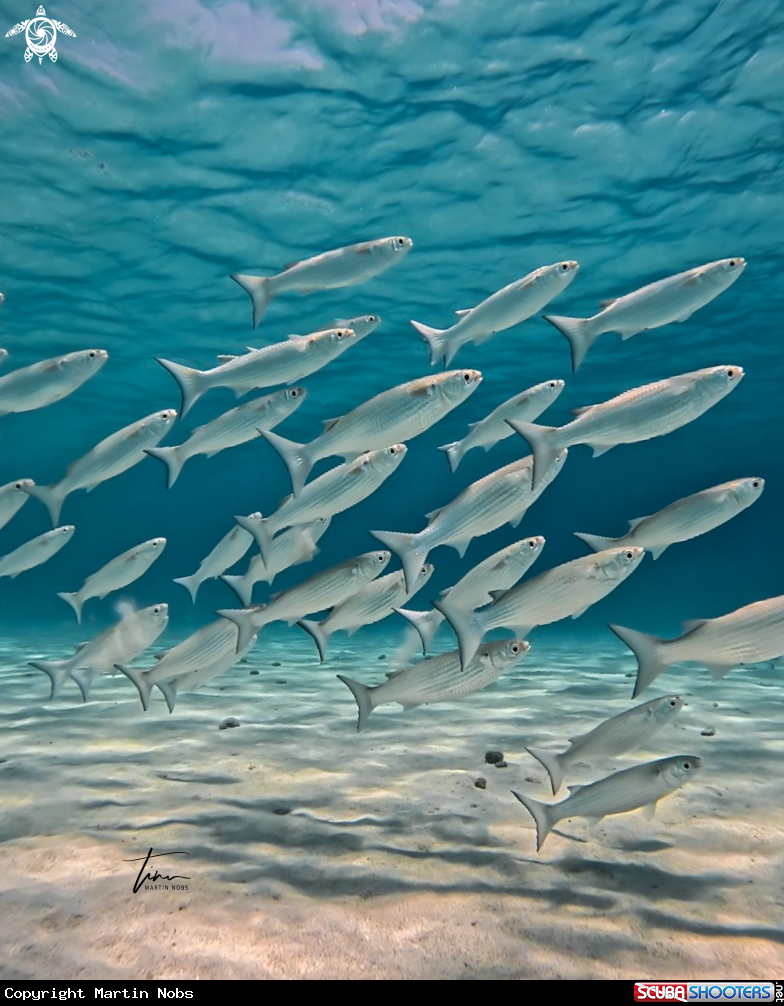 A White Mullet