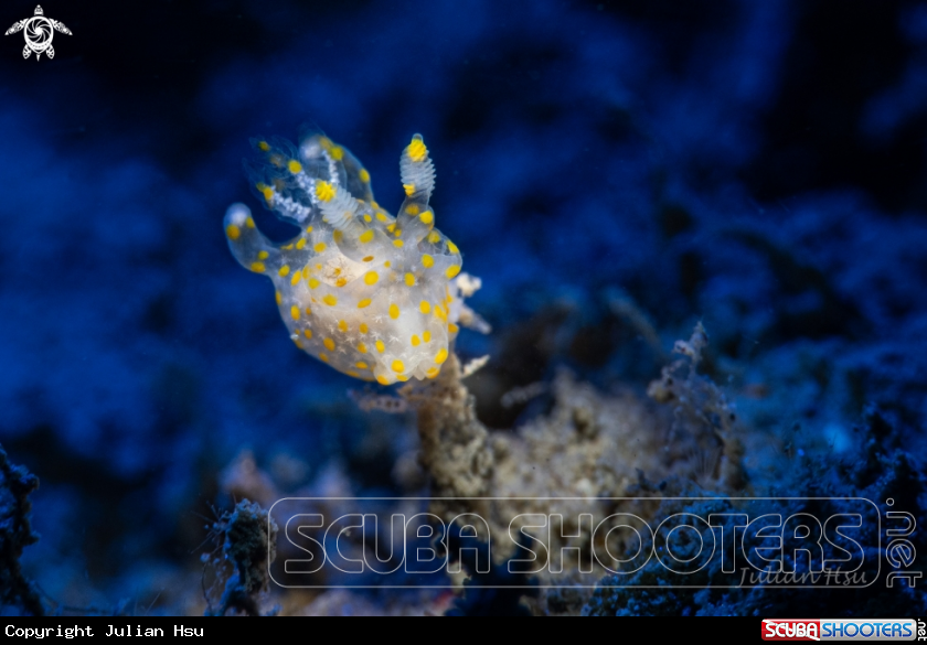 A Thecacera sp.