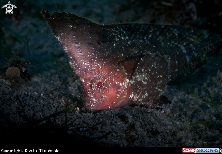 A FISH