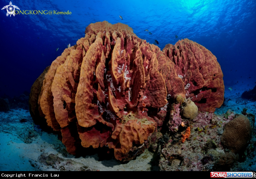 A Spongy