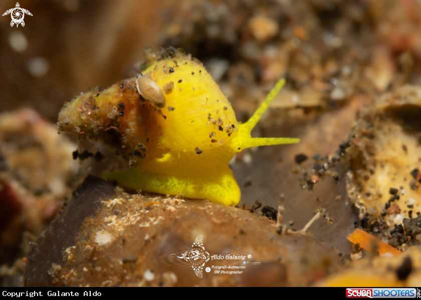 A Golden Wentletrap