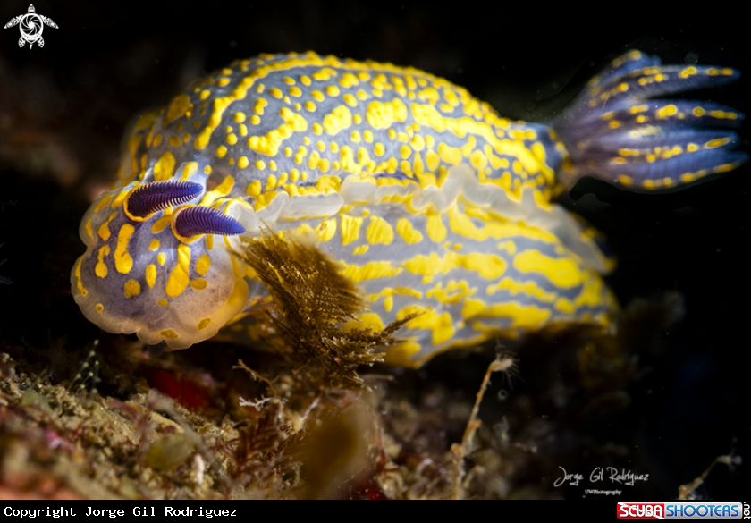A Elegant nudibranch