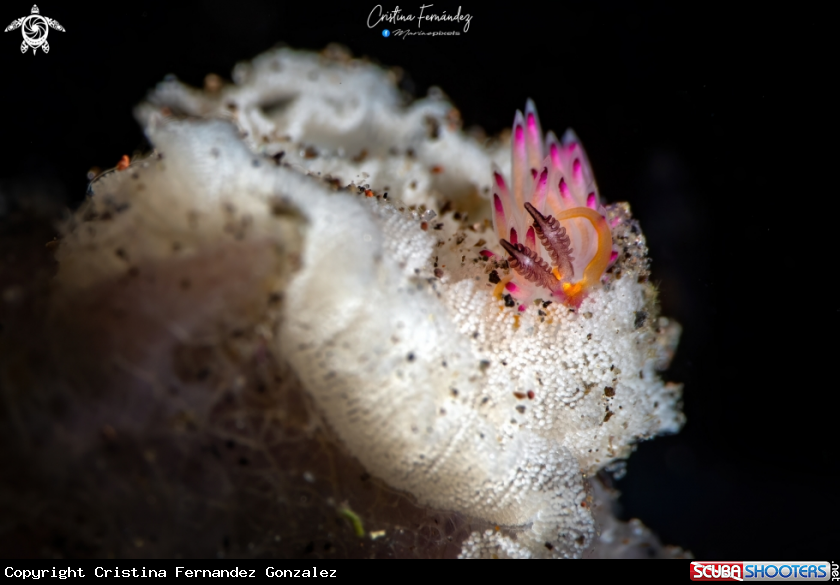 A Nudibranch