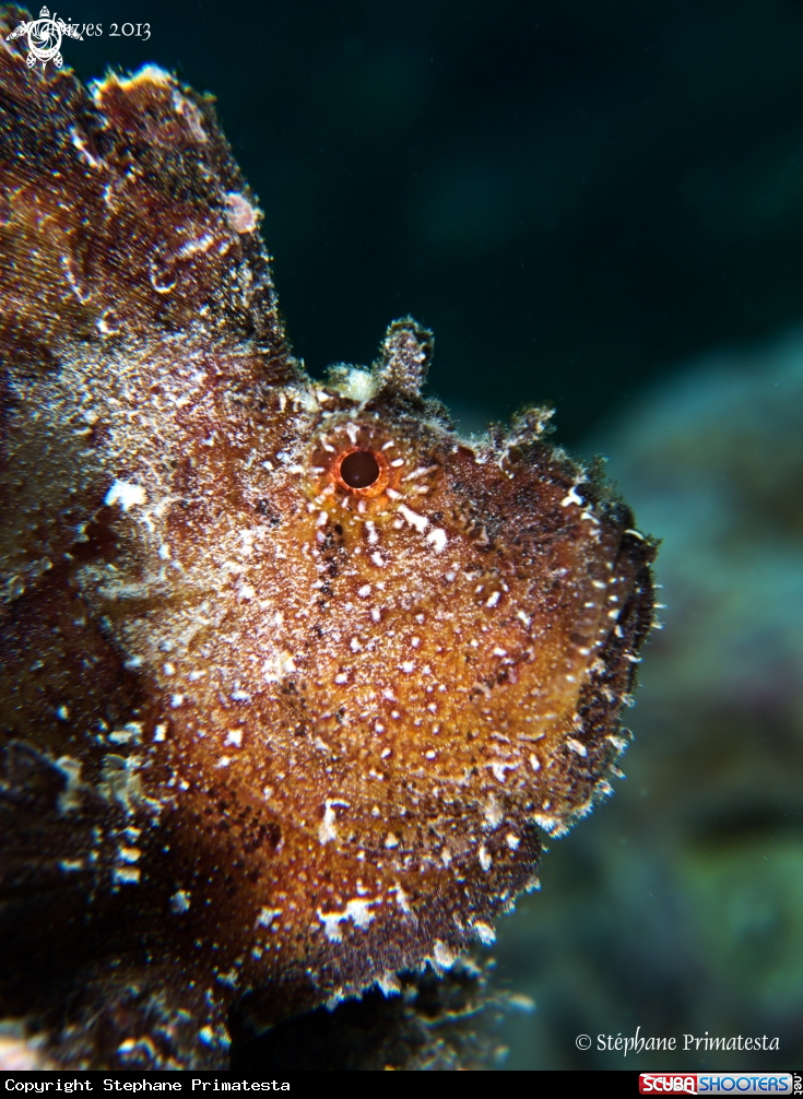 A Leaf fish
