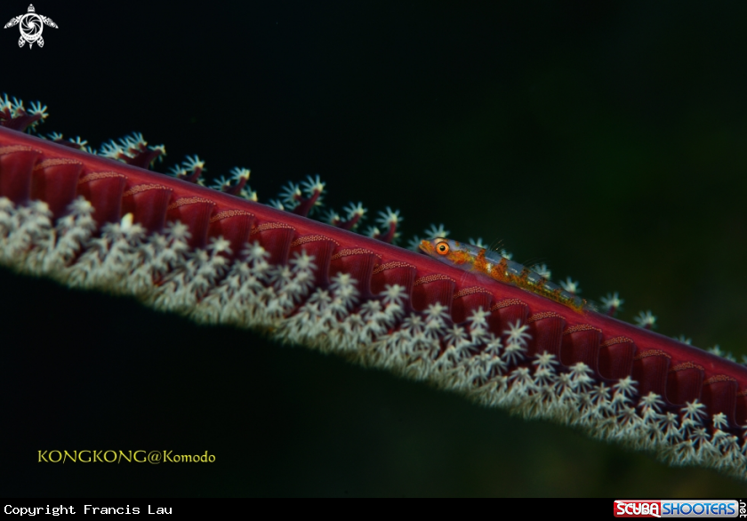 A Large Whip Goby