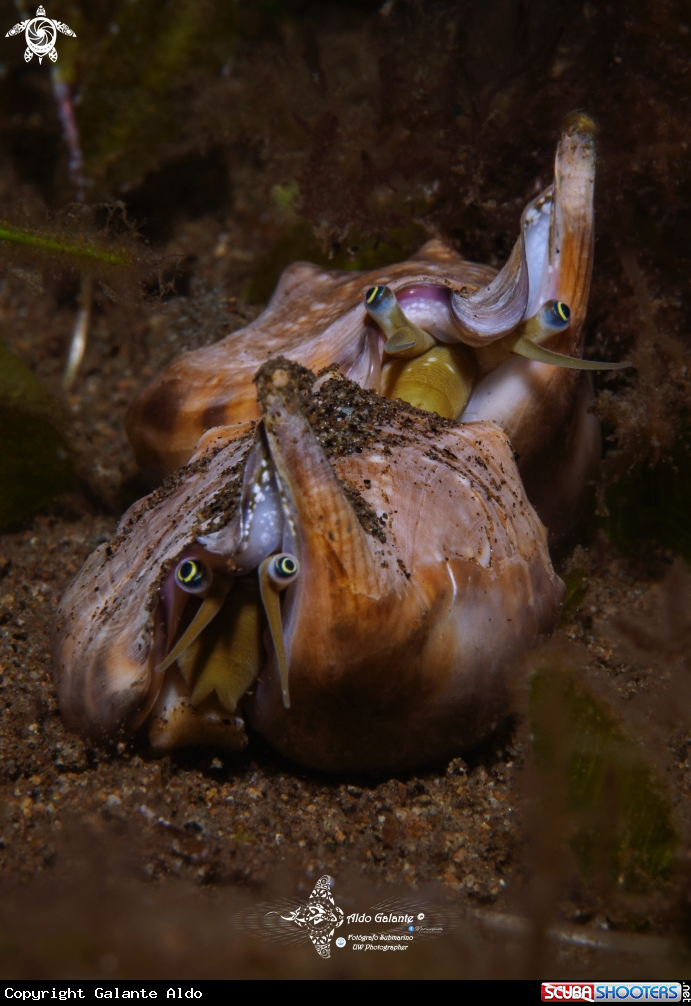 A Sea Snail