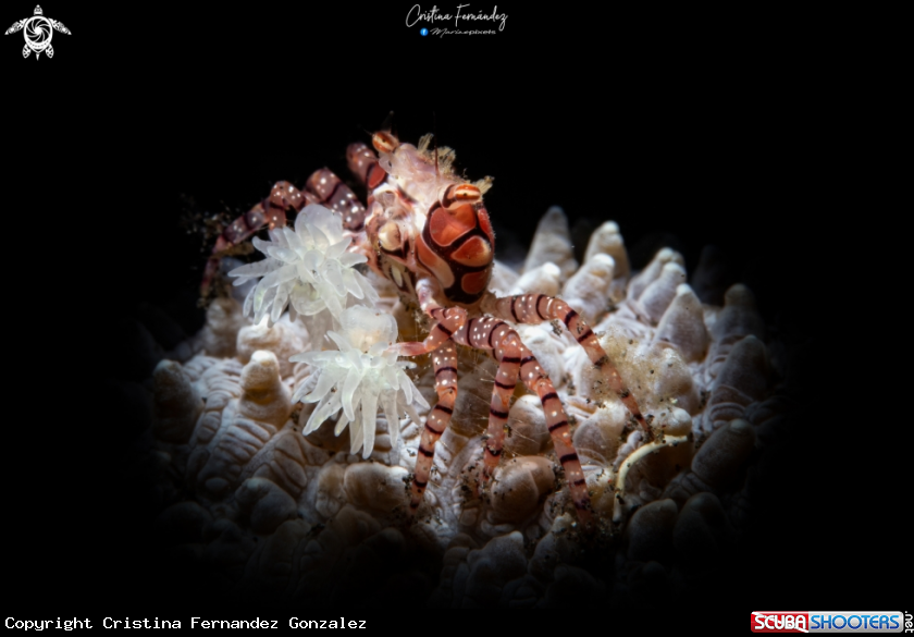 A Pom pom crab