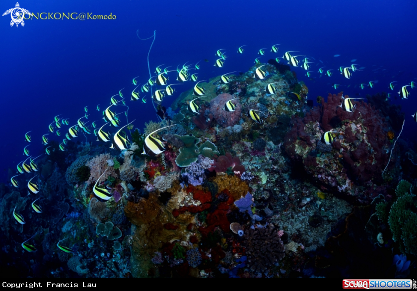 A Banner fish