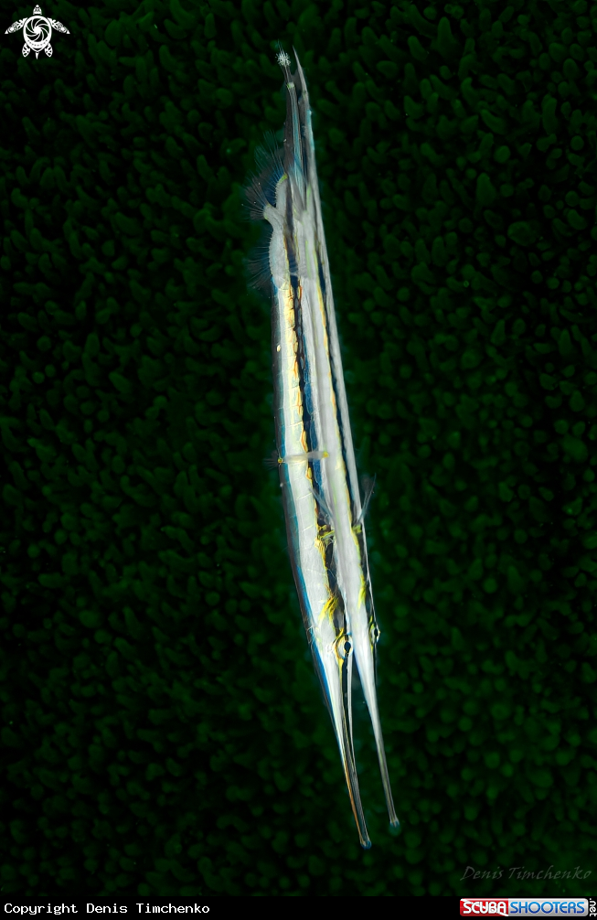 A FISH