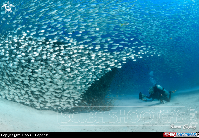 A Fishes