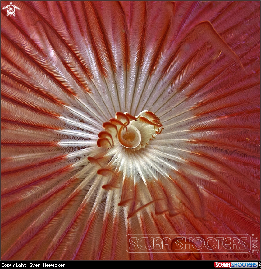 A Double-spiral feather duster worm 