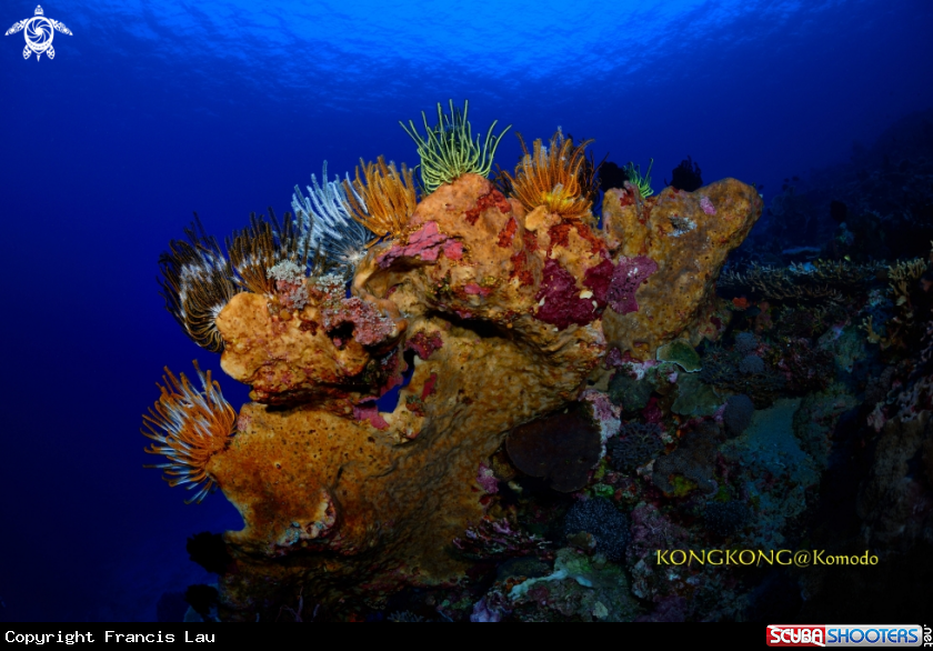 A Feather Star