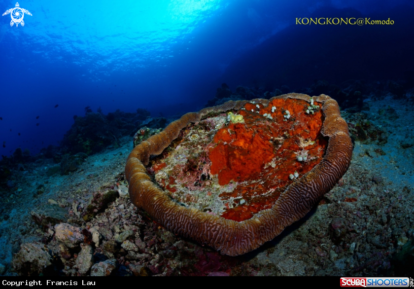 A Sandy Bottom