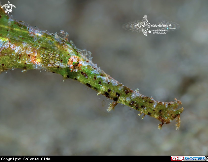 A Ghost Pipe Fish