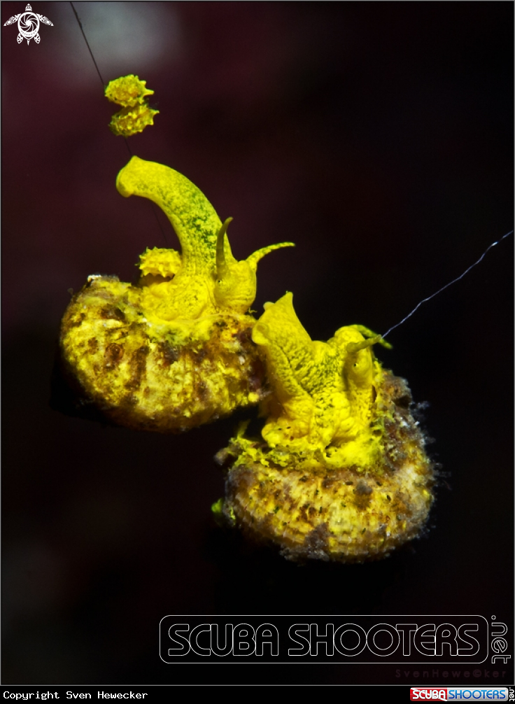 A Golden wendletrap snail