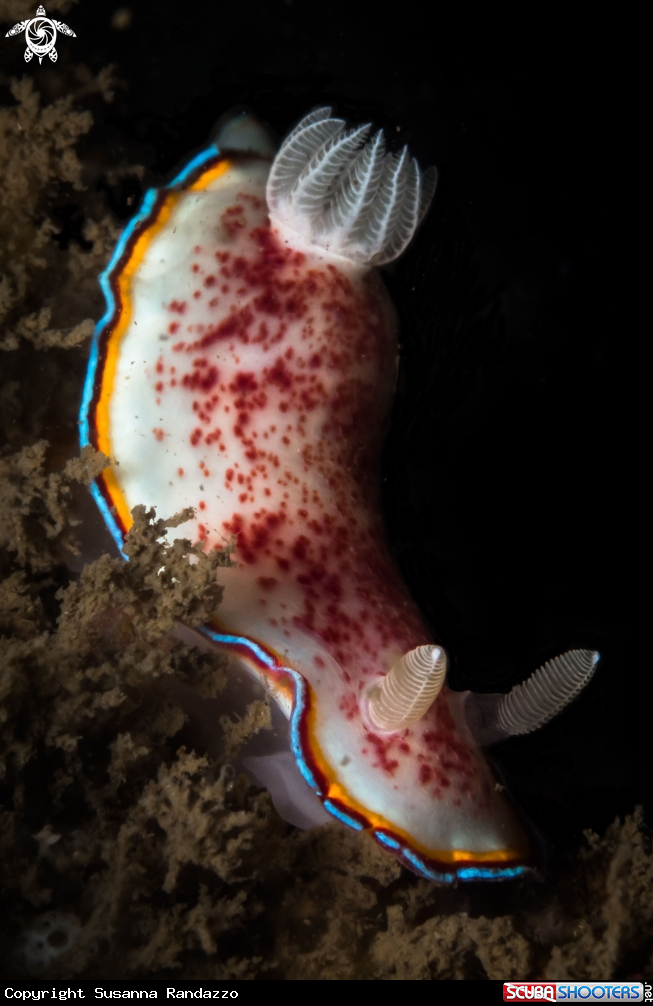 A Chromodoris trimarginata nudibranch