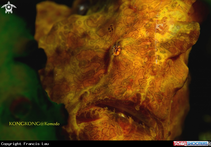 A Giant Frogfish