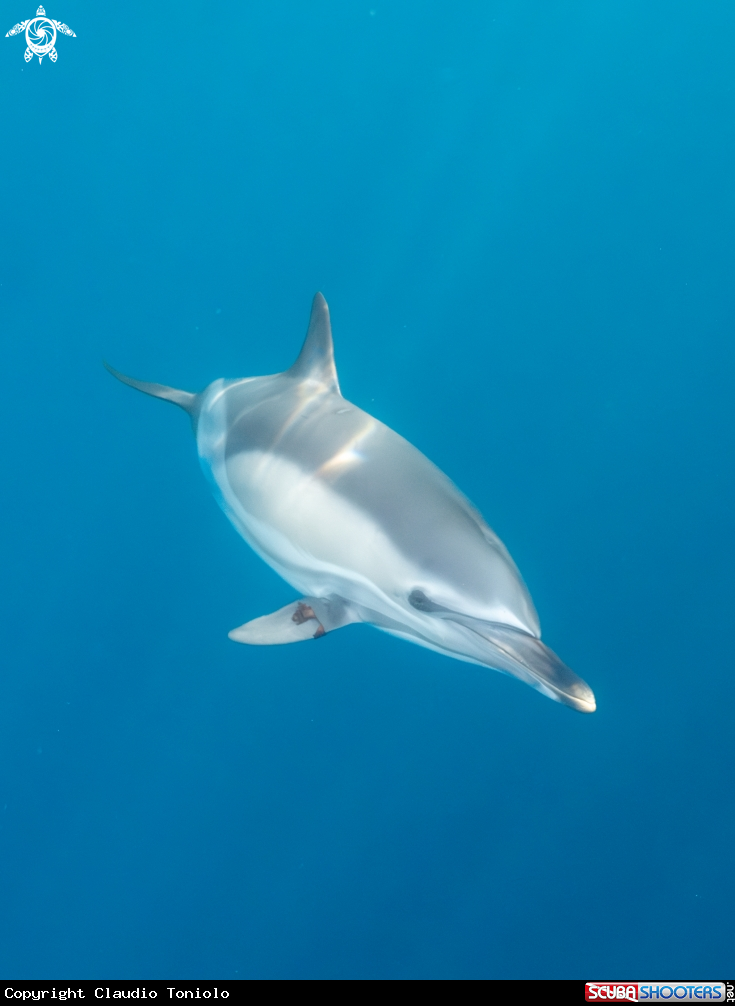 A DELPHINUS DELPHIS