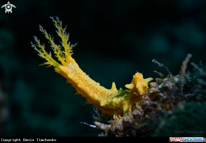 A SEA CUCUMBER 