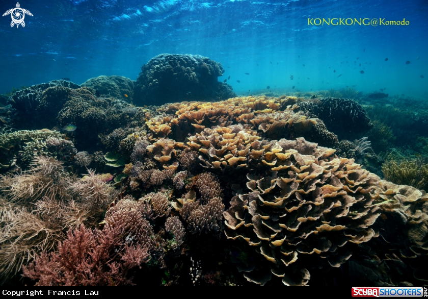 A Coral Garden