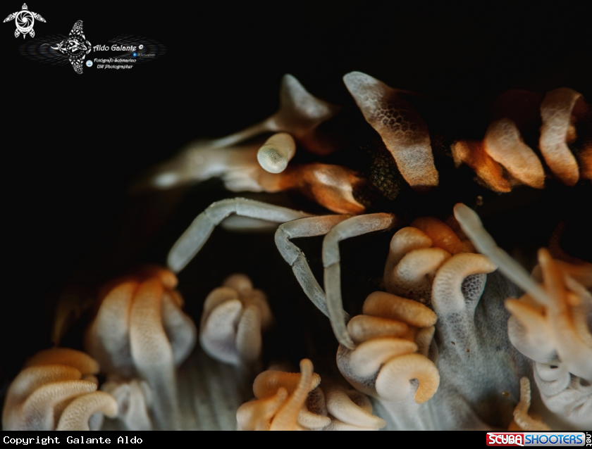 A Whip Coral Shrimp