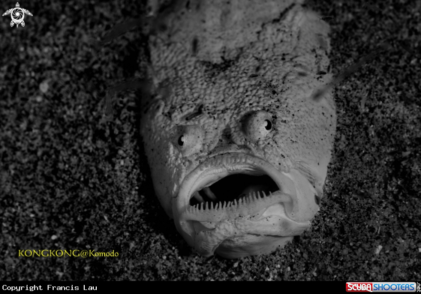 A Stargazer Fish